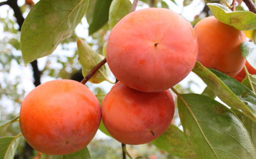 [柿の名産地]九度山の富有柿約7.5kgサイズおまかせ【tec403B】