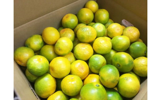 【先行予約】紀州和歌山有田産ゆら早生みかん10kg　※2026年10月中旬頃〜11月上旬頃に順次発送（お届け日指定不可）【uot734】