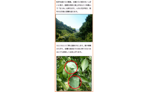 【ご家庭用訳アリ】初夏のみかん なつみ7.5kg　※2026年4月中旬頃～2026年4月下旬頃に順次発送予定(お届け日指定不可)【uot733A】