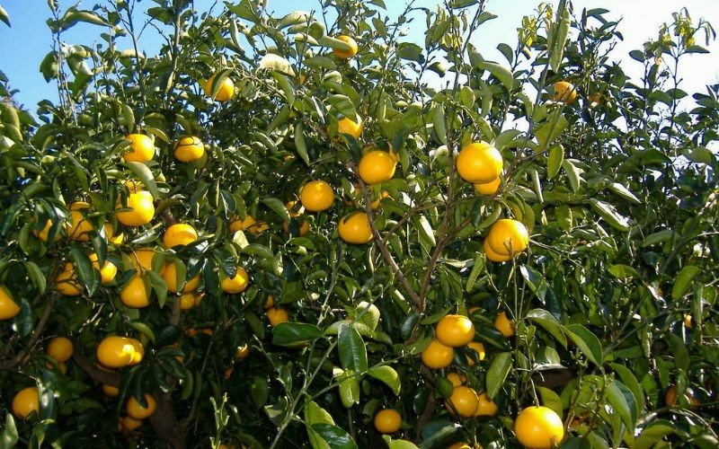 åæå±±ç±è¯çºç£ ãã€ãã¯ã£ãã çŽ10kg èµ€ç§ã»éç§ ãµã€ãºæ··å ãèš³ãã ãå®¶åºçš ããºããã/ å
«æ ææ© æç© ãã ãã® ãã«ãŒãâ»2026幎3æäžæ¬ããé æ¬¡çºééå§ãsml139ã