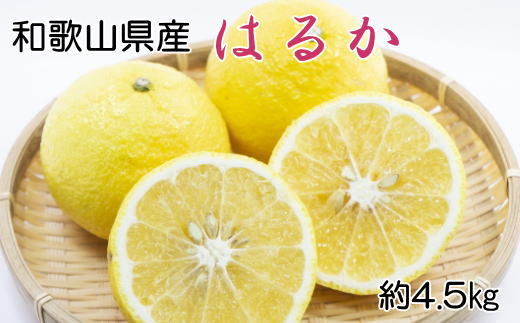 【さわやか柑橘】和歌山県産はるかみかん約4.5kg（サイズ混合　秀品）※2027年2月下旬～2027年3下旬頃順次発送【tec953】