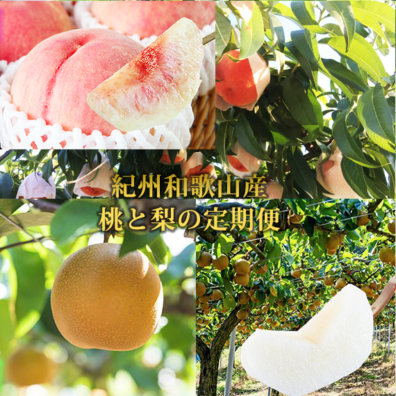 【全2回】かつらぎ町のフルーツ定期便ミニ（桃・梨）【8月・9月】 【tkb427】