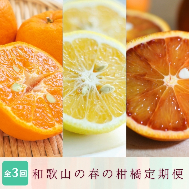 定期便全3回 【2月・3月・4月発送】 和歌山の春の柑橘 （ポンカン・はるか・ブラッドオレンジ）秀品【tkb452】 