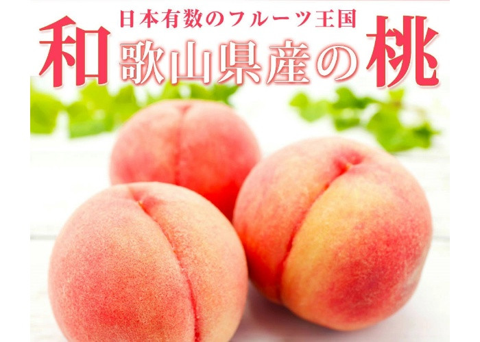 紀州和歌山産の桃　１５玉　化粧箱入 ※2026年6月下旬頃〜2026年8月上旬頃次発送（お届け日指定不可） 【uot780A】