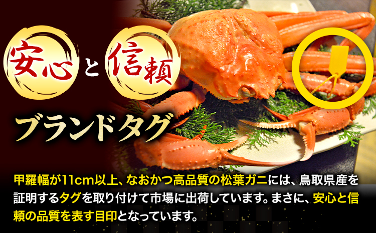 カニ 松葉ガニ タグ付き 贈答用 中サイズ(600g〜700g)1枚《2024年11月中旬-2025年3月中旬出荷予定》鳥取県 八頭町 送料無料 蟹 かに 海鮮 松葉ガニ 贈答 タグ付 冷蔵 鍋 しゃぶしゃぶ【配送不可地域あり】