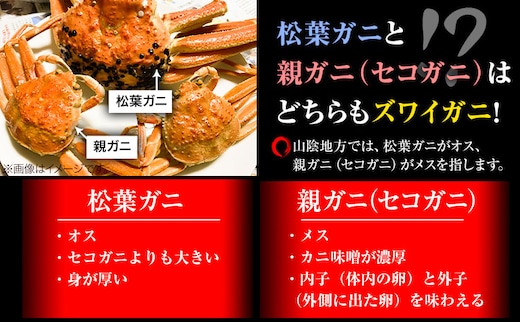 【先行予約】【活き】訳あり 松葉ガニ 大 2枚(1枚/800〜940g前後) 高間商店《11月上旬から3月下旬頃出荷》鳥取県 八頭町 送料無料 カニ 蟹 かに 訳あり 鍋 珍味 冬 グルメ ズワイガニ