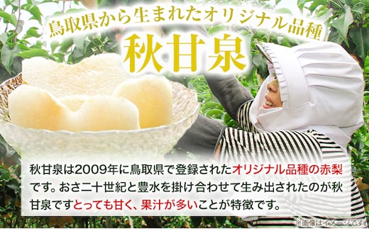 【先行予約】プレミアム 秋甘泉 約3kg (4~10玉) 高間商店《2025年8月下旬から10月上旬頃出荷》鳥取県 八頭町 梨 なし ナシ 果物 フルーツ プレミアム 果汁 ふるさと納税 秋甘泉梨 果実 甘い 高間商店 オリジナル品種