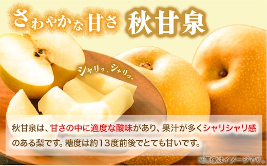 【先行予約】プレミアム 秋甘泉 約5kg (7~16玉) 高間商店《2024年8月下旬から10月上旬頃出荷》鳥取県 八頭町 梨 なし ナシ 果物 フルーツ プレミアム 果汁 ふるさと納税 秋甘泉梨 果実 甘い 高間商店 オリジナル品種