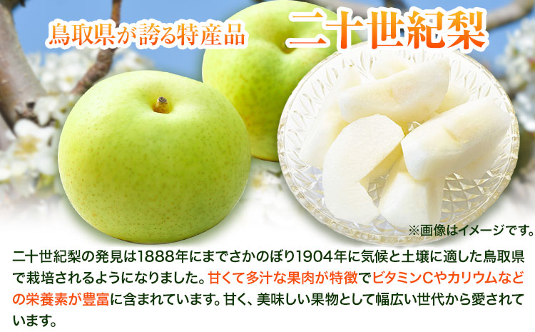 梨 なし【2026年先行予約】 二十世紀梨 約5kg《2026年8月下旬-9月下旬頃出荷》二十世紀梨 梨 ご家庭用 旬 二十世紀 鳥取県 八頭町 なし 果物 フルーツ 特産品 送料無料 果汁 デザート 八頭