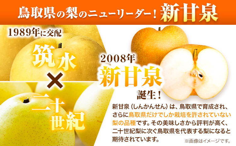 訳あり 新甘泉 約3kg《2026年8月下旬-9月下旬頃出荷》新甘泉 梨 訳あり ご家庭用 鳥取県 八頭町 なし 果物 フルーツ 特産品 送料無料 果汁 デザート 八頭