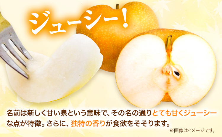 訳あり 新甘泉 約3kg《2026年8月下旬-9月下旬頃出荷》新甘泉 梨 訳あり ご家庭用 鳥取県 八頭町 なし 果物 フルーツ 特産品 送料無料 果汁 デザート 八頭