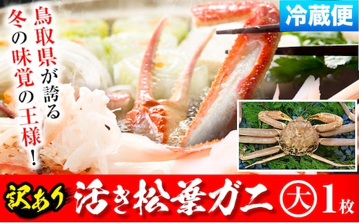 ★【先行予約】【活き】訳あり 松葉ガニ 大 1枚(1枚/800〜940g前後) 高間商店《11月中旬-3月下旬頃出荷》鳥取県 八頭町 送料無料 カニ 蟹 かに 訳あり 鍋 珍味 冬 グルメ ズワイガニy-2