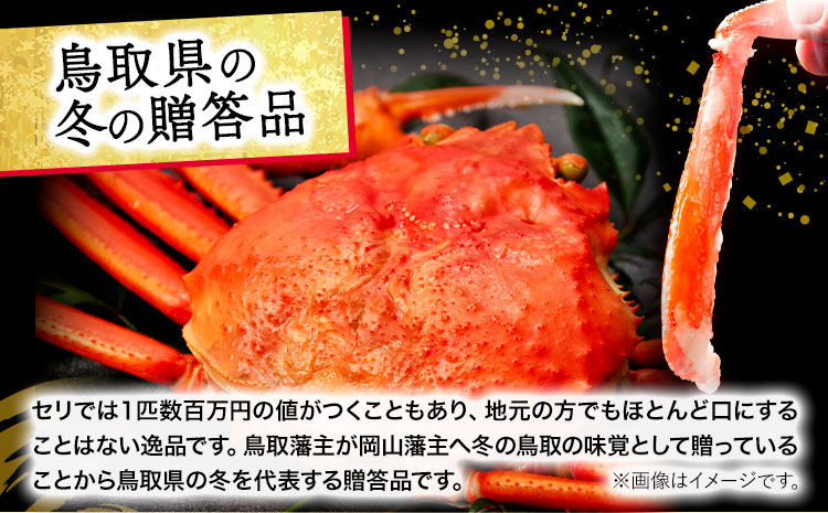 活き タグ付き 松葉ガニ カニ 600g 1杯 さんチョク《11月中旬から4月上旬頃出荷》鳥取県 八頭町 送料無料 蟹 かに 鍋 ズワイガニ ズワイ蟹 生 冷蔵