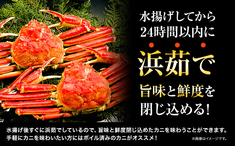 カニ 松葉ガニ 800g~1kg《2024年11月中旬-2025年3月中旬頃出荷》鳥取県 八頭町 送料無料 蟹 かに 姿 鍋 ズワイガニ 松葉ガニ ズワイ蟹 ボイル 冷蔵便 松葉蟹 海鮮 魚介【配送不可地域あり】