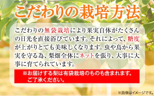 【2025年先行予約】【訳あり】王秋梨 約4kg (4~13玉) 高間商店《2025年10月下旬から2026年1月中旬頃出荷》 鳥取県 八頭町 梨 なし ナシ 果物 フルーツ ご家庭用 先行予約 ふるさと納税 送料無料 甘い 果実 果汁 デザート 王秋梨