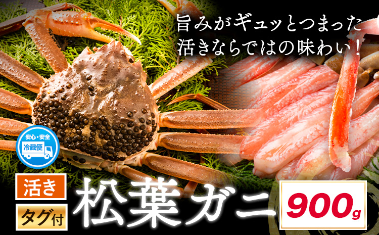 活き タグ付き 松葉ガニ カニ 選べる 900g 1杯 さんチョク《11月中旬から4月上旬頃出荷》鳥取県 八頭町 送料無料 蟹 かに 鍋 ズワイガニ ズワイ蟹 生 冷蔵