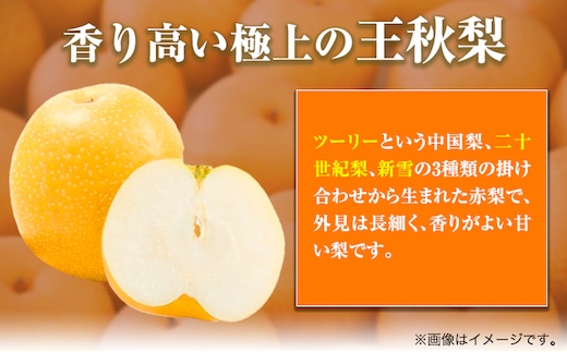 【2025年先行予約】プレミアム 王秋梨 約3kg (3~10玉) 高間商店《2025年10月下旬から2025年1月中旬頃出荷》鳥取県 八頭町 梨なし ナシ 果物 フルーツ 厳選 先行予約 ふるさと納税 返礼品 国産 高間商店 甘い 王秋梨 高糖度