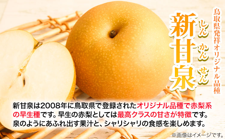 【先行予約 】訳あり なし 梨 新甘泉 約3kg (4~10玉) 高間商店《2025年8月下旬-10月上旬頃出荷》 鳥取県 八頭町 梨 なし ナシ 果物 フルーツ ご家庭用 訳あり 先行予約 送料無料 甘い 果実 果汁 デザート 新甘泉梨 赤梨