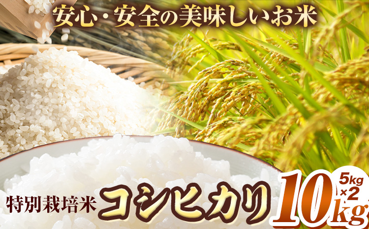 特別栽培米 コシヒカリ 10kg（5kg×2袋）有限会社 田中農場《90日以内に出荷予定(土日祝除く)》鳥取県 八頭町 米 お米 ご飯 送料無料