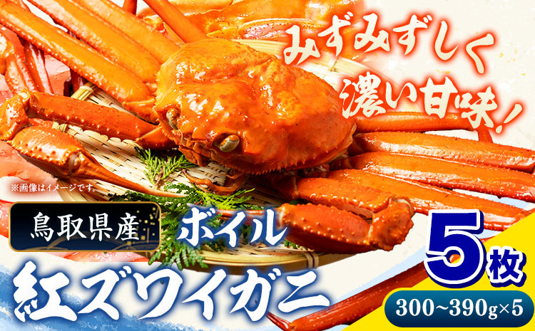 ボイル紅ズワイガニ 300〜390g 5枚  さんチョク《9月中旬から翌7月中旬頃出荷》鳥取県 八頭町 蟹 かに カニ 鍋 紅ズワイガニ ズワイ蟹 ボイル 【配送不可地域あり】