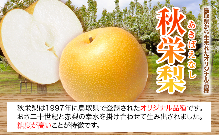 【2026年先行予約】秀品 秋栄梨 約3kg (4~10玉) 高間商店《2026年8月中旬-9月上旬頃出荷》 鳥取県 八頭町 梨 なし ナシ 果物 フルーツ 先行予約 ふるさと納税 送料無料 甘い 果実 果汁 デザートst-p