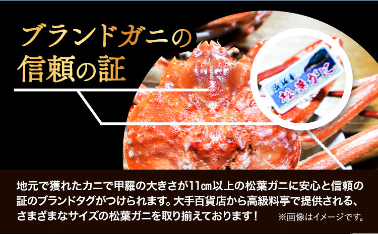 活き タグ付き 松葉ガニ カニ 800g 1杯 さんチョク《11月中旬から4月上旬頃出荷》鳥取県 八頭町 送料無料 蟹 かに 鍋 ズワイガニ ズワイ蟹 生 冷蔵