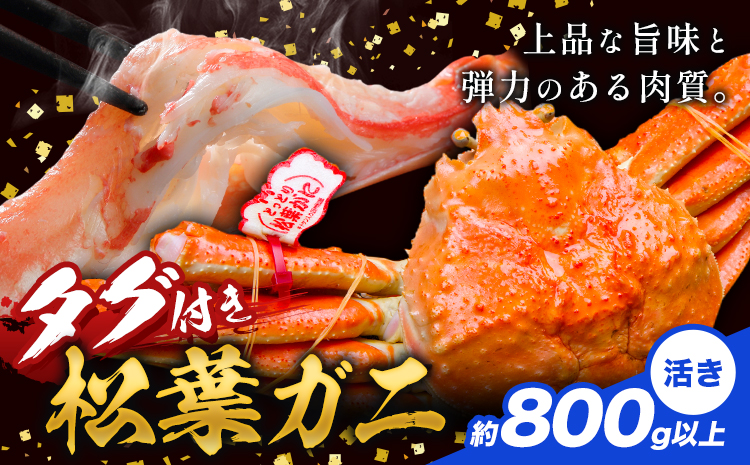 かに タグ付き 松葉ガニ 約800g 以上 活き 《2024年11月上旬-2025年4月中旬頃出荷》お魚センターみくりや 鳥取県 八頭町 蟹 かに カニ 鍋 松葉ガニ 活き 送料無料