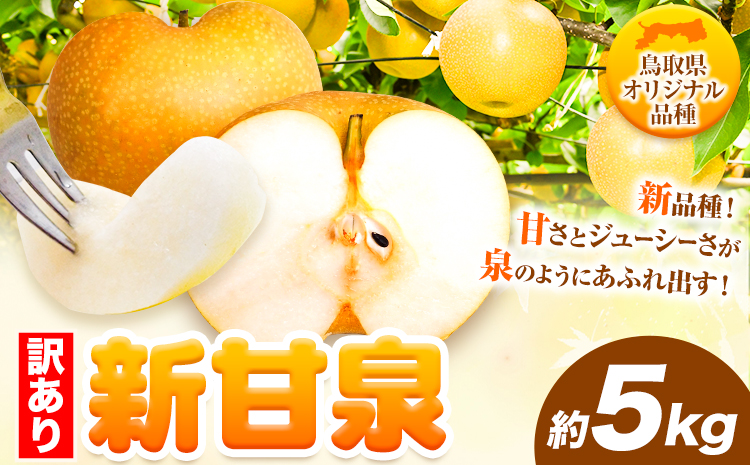 訳あり 新甘泉 約5kg《2026年8月下旬-9月下旬頃出荷》新甘泉 梨 訳あり ご家庭用 鳥取県 八頭町 なし 果物 フルーツ 特産品 送料無料 果汁 デザート 八頭