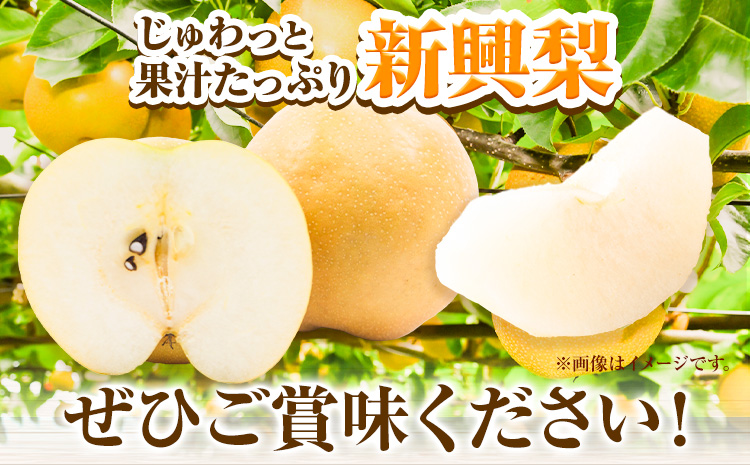 【先行予約】新興梨 赤秀 約5kg (7~12玉) JA鳥取いなば《10月中旬-11月末頃より順次出荷》鳥取県 八頭町 梨 なし ナシ 果物 フルーツ ふるさと納税 送料無料 新興梨 果実 果汁 常温便