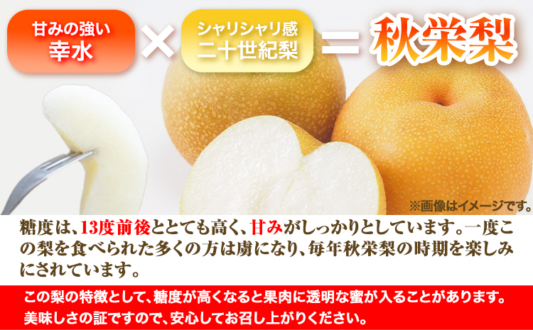 【2026年先行予約】秀品 秋栄梨 約3kg (4~10玉) 高間商店《2026年8月中旬-9月上旬頃出荷》 鳥取県 八頭町 梨 なし ナシ 果物 フルーツ 先行予約 ふるさと納税 送料無料 甘い 果実 果汁 デザートst-p