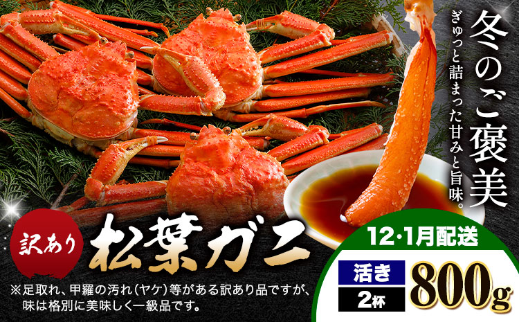 【ふるさと納税】カニ 松葉ガニ 訳あり 400g 活き 2杯《12月・1月発送》 SOO合同会社 鳥取県 八頭町 送料無料  蟹 かに 姿 鍋 ズワイガニ  ズワイ蟹 ボイル 松葉ガニ 訳アリ