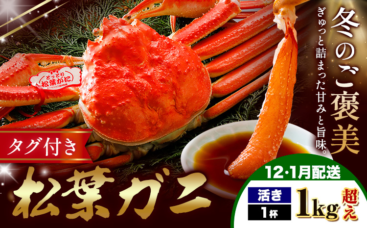 【ふるさと納税】カニ 松葉ガニ 1kg超え 活き 1杯 《12月・1月発送》 SOO合同会社 鳥取県 八頭町 送料無料  蟹 かに 姿 鍋 ズワイガニ  ズワイ蟹 ボイル 松葉ガニ