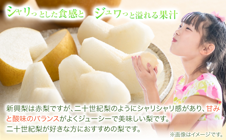 【2026年先行予約】訳あり 新興梨 約4kg (4~16玉) 高間商店《2026年10月上旬-11月下旬頃出荷予定》鳥取県 八頭町 梨 なし ナシ 果物 フルーツ 厳選 訳あり 送料無料 新興梨 甘い 果実 果汁 高間商店st-p