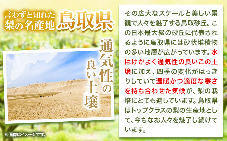 梨 なし【2026年先行予約】 二十世紀梨 約1kg《2026年8月下旬-9月下旬頃出荷》二十世紀梨 梨 ご家庭用 旬 二十世紀 鳥取県 八頭町 なし 果物 フルーツ 特産品 送料無料 果汁 デザート 八頭