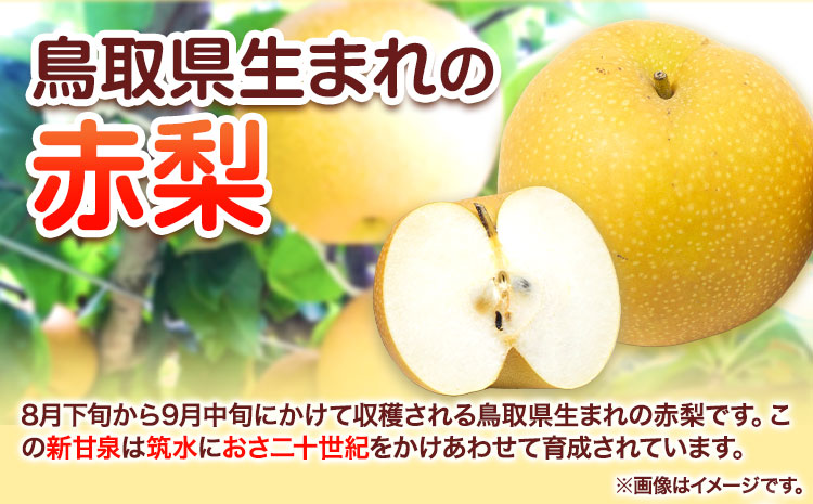 【先行予約】新甘泉 赤秀 約5kg JA鳥取いなば《8月下旬-9月上旬頃出荷》鳥取県 八頭町 梨 なし 果物 しんかんせん フルーツ ふるさと納税 送料無料 果実 果汁 常温便