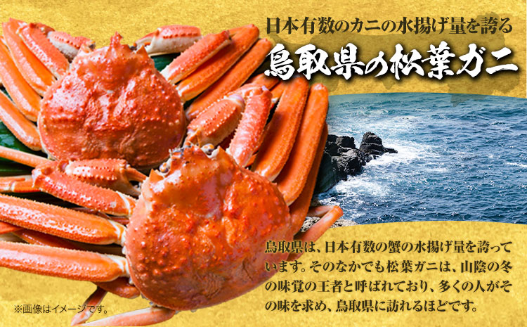 訳あり カニ 松葉ガニ 足1本なし 600g 1杯分《2024年11月上旬-2025年3月中旬頃出荷》鳥取県 八頭町 送料無料 蟹 かに 姿 鍋 ズワイガニ 松葉ガニ ズワイ蟹 ボイル 冷蔵便 松葉蟹 海鮮 魚介 【配送不可地域あり】