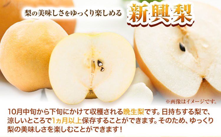 【先行予約】新興梨 赤秀 約5kg (7~12玉) JA鳥取いなば《10月中旬-11月末頃より順次出荷》鳥取県 八頭町 梨 なし ナシ 果物 フルーツ ふるさと納税 送料無料 新興梨 果実 果汁 常温便