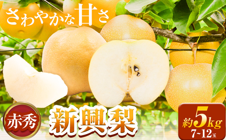 【先行予約】新興梨 赤秀 約5kg (7~12玉) JA鳥取いなば《10月中旬-11月末頃より順次出荷》鳥取県 八頭町 梨 なし ナシ 果物 フルーツ ふるさと納税 送料無料 新興梨 果実 果汁 常温便