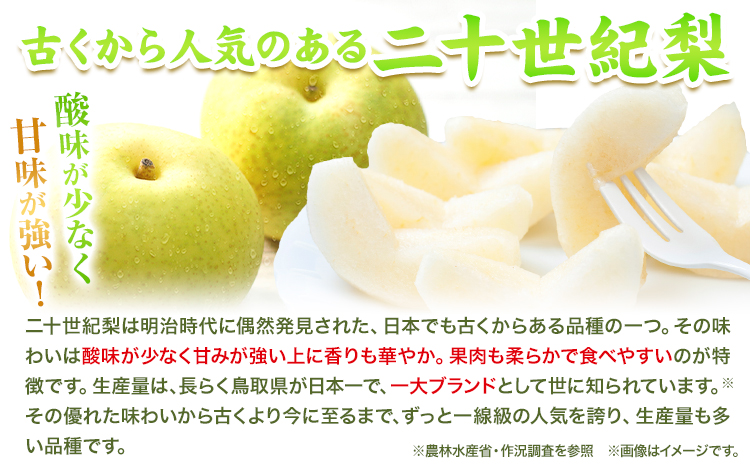 梨 なし【2026年先行予約】 二十世紀梨 約1kg《2026年8月下旬-9月下旬頃出荷》二十世紀梨 梨 ご家庭用 旬 二十世紀 鳥取県 八頭町 なし 果物 フルーツ 特産品 送料無料 果汁 デザート 八頭