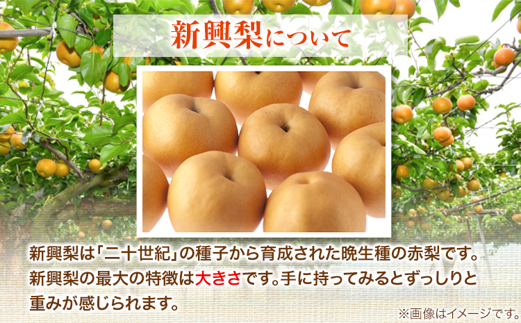 【2026年先行予約】秀品 新興梨 約3kg (3〜10玉) 高間商店《2026年10月上旬-12月上旬頃出荷》鳥取県 八頭町 梨 なし ナシ 果物 フルーツ 秀品 高間商店 新興梨 ふるさと納税 甘い 果汁 果実 くだものst-p