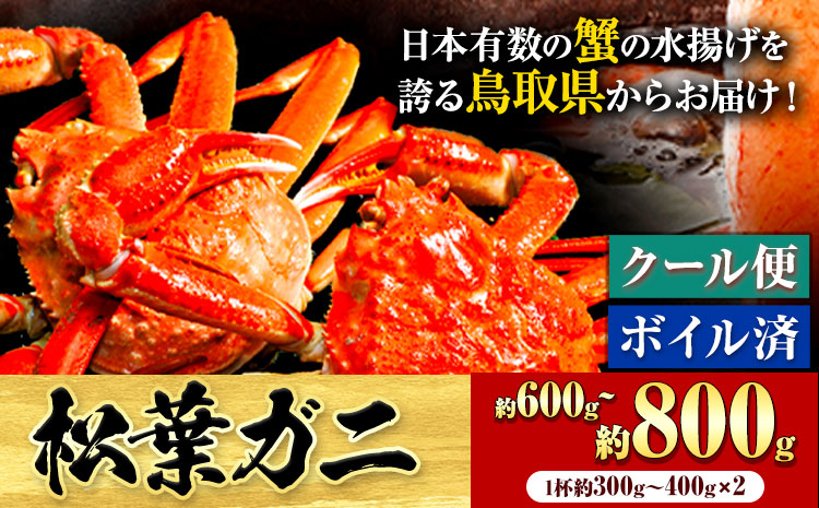 カニ 松葉ガニ 600g~ 800g《2024年11月中旬-2025年3月中旬頃出荷》鳥取県 八頭町 送料無料 蟹 かに 姿 鍋 ズワイガニ 松葉ガニ ズワイ蟹 ボイル 冷蔵便 松葉蟹 海鮮 魚介【配送不可地域あり】