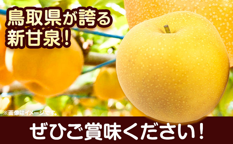 【先行予約】新甘泉 赤秀 約5kg JA鳥取いなば《8月下旬-9月上旬頃出荷》鳥取県 八頭町 梨 なし 果物 しんかんせん フルーツ ふるさと納税 送料無料 果実 果汁 常温便