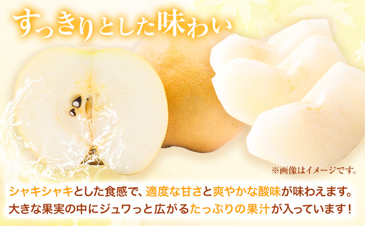 【先行予約】新興梨 赤秀 約5kg (7~12玉) JA鳥取いなば《10月中旬-11月末頃より順次出荷》鳥取県 八頭町 梨 なし ナシ 果物 フルーツ ふるさと納税 送料無料 新興梨 果実 果汁 常温便