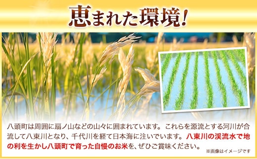 鳥取県産 きぬむすめ15kg 精白米 15kg×1袋 フォレスト姫宮《90日以内に発送予定(土日祝除く)》鳥取県 八頭町 米 お米 白米 ご飯