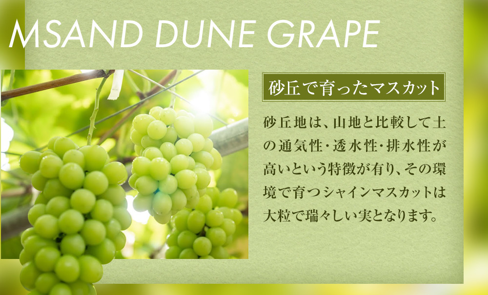 915.【先行予約】シャインマスカット 訳あり 家庭用 鳥取砂丘地産 1.4kg（350g×4パック） ※離島への配送不可 ※2026年8月下旬～10月下旬頃に順次発送予定