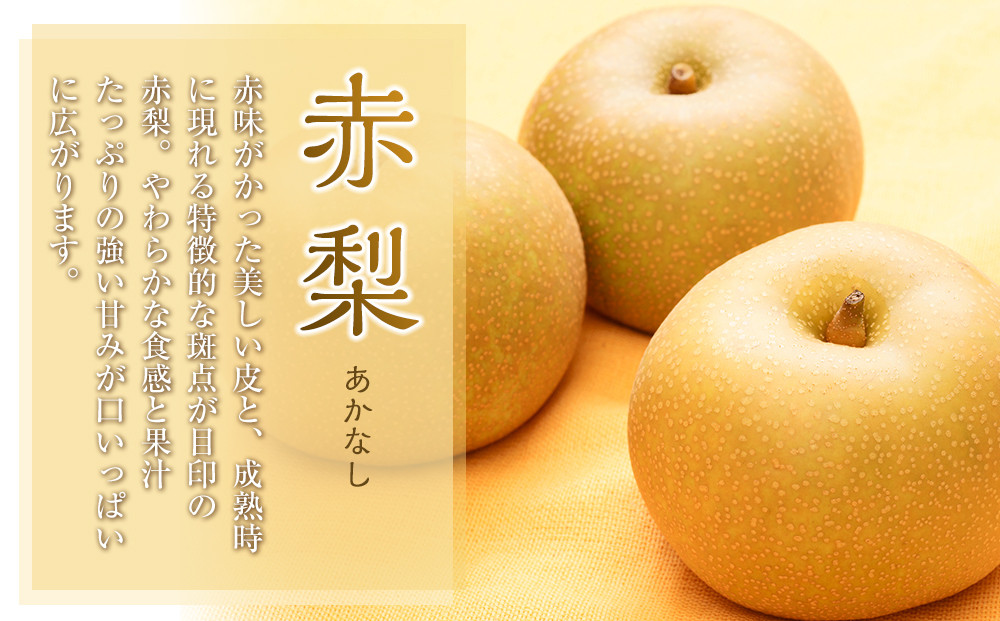 307.【先行予約】旬の赤梨セット　4～5kg前後◇　※2026年8月下旬～12月下旬頃に順次発送予定