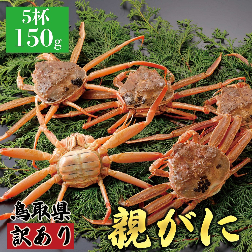 1068.【2026年12月発送】鳥取県産 特撰 親がに 姿【セコガニ】（なま）【訳あり】150g 5杯