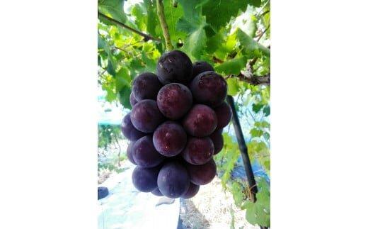 262.ブラックオリンピア（種なし）1.5kg前後 ◇※2026年8月中旬頃より順次発送予定