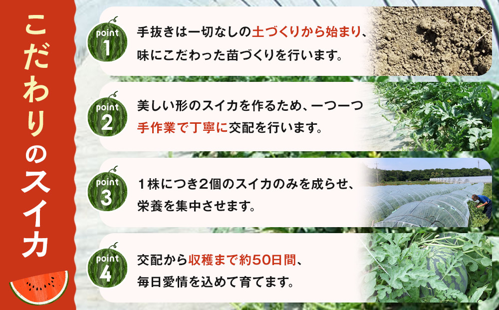 1115.【先行予約】鳥取県北栄町産 大玉スイカ 訳あり 1玉 6-9キロ前後L-4L（こちらの返礼品は、大栄西瓜ではありません）