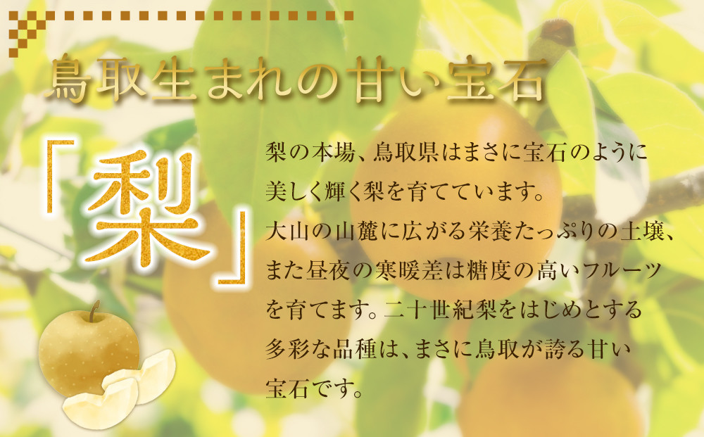 286.【先行予約】二十世紀梨とシャインマスカットのセット　小◇　※8月下旬～9月下旬頃に順次発送予定